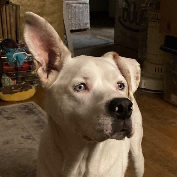 Meet your Posher, Sandra - Picture 1 of 6